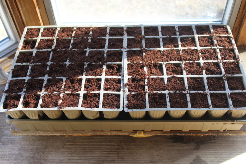 Just a simple planting tray using the soil from coconut husk pellets.