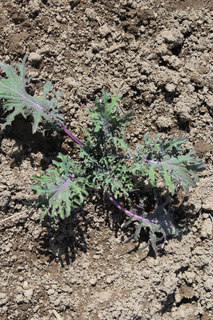Just one of my kale plants transplanted into garden.