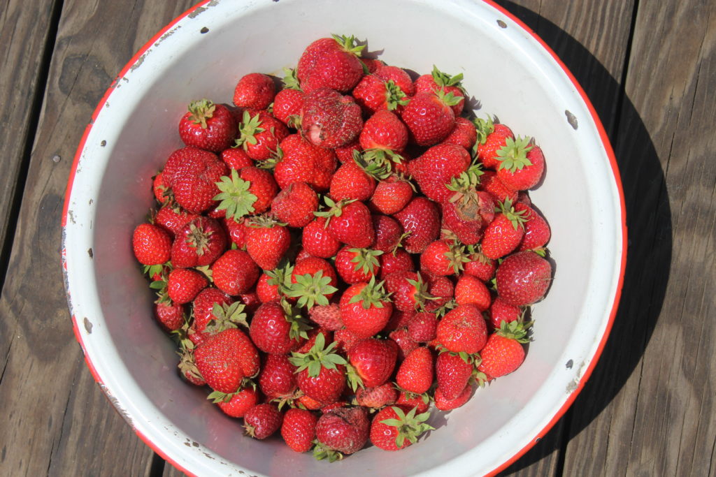 Bowl of strawberries from second harvest.