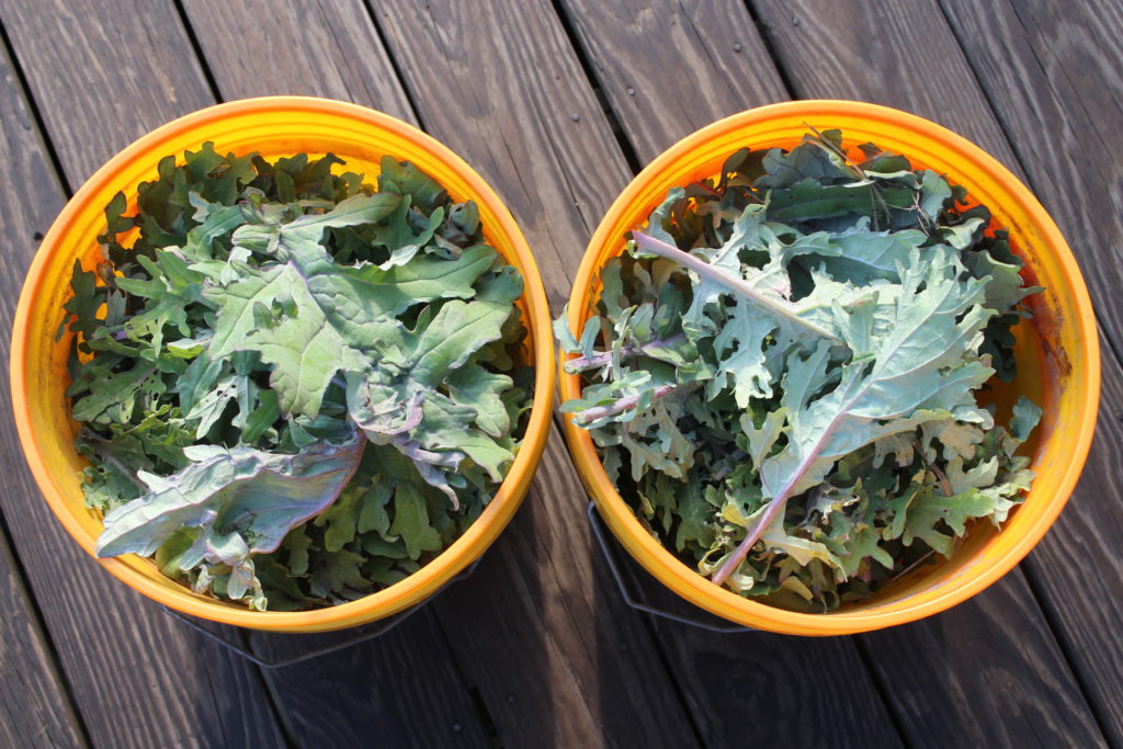Using two five gallon buckets for harvesting kale.