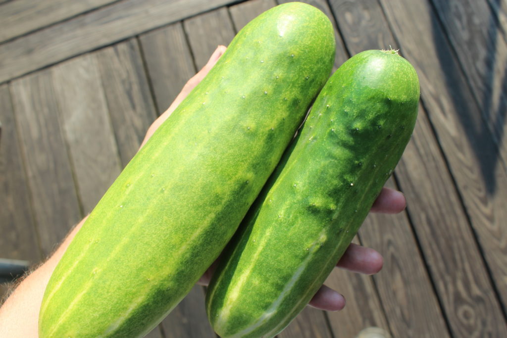 The first two cucumbers from the garden this season.