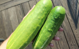 Two cucumbers