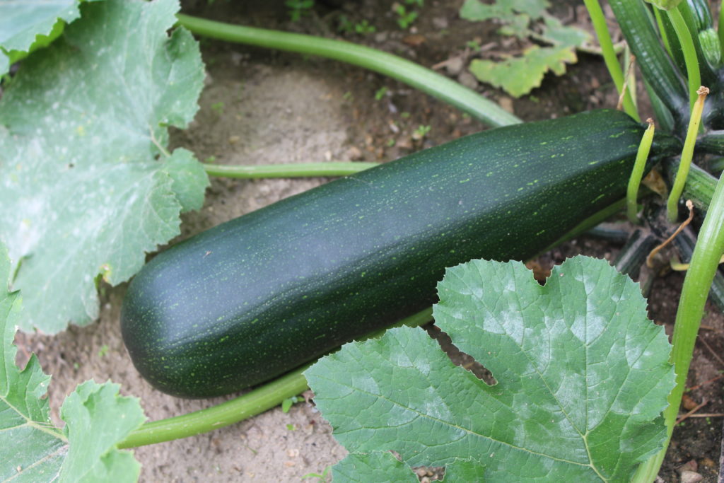 Large sized zucchinis almost ready for harvesting.