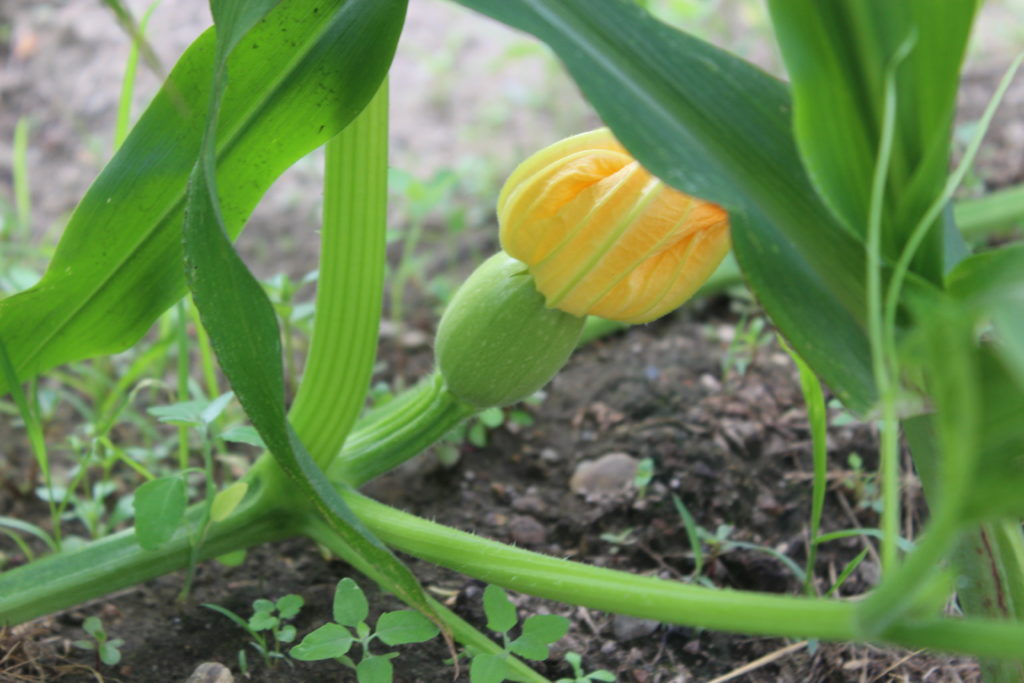 A pumpkin flower that opened this morning hopefully was pollinated by the bees.