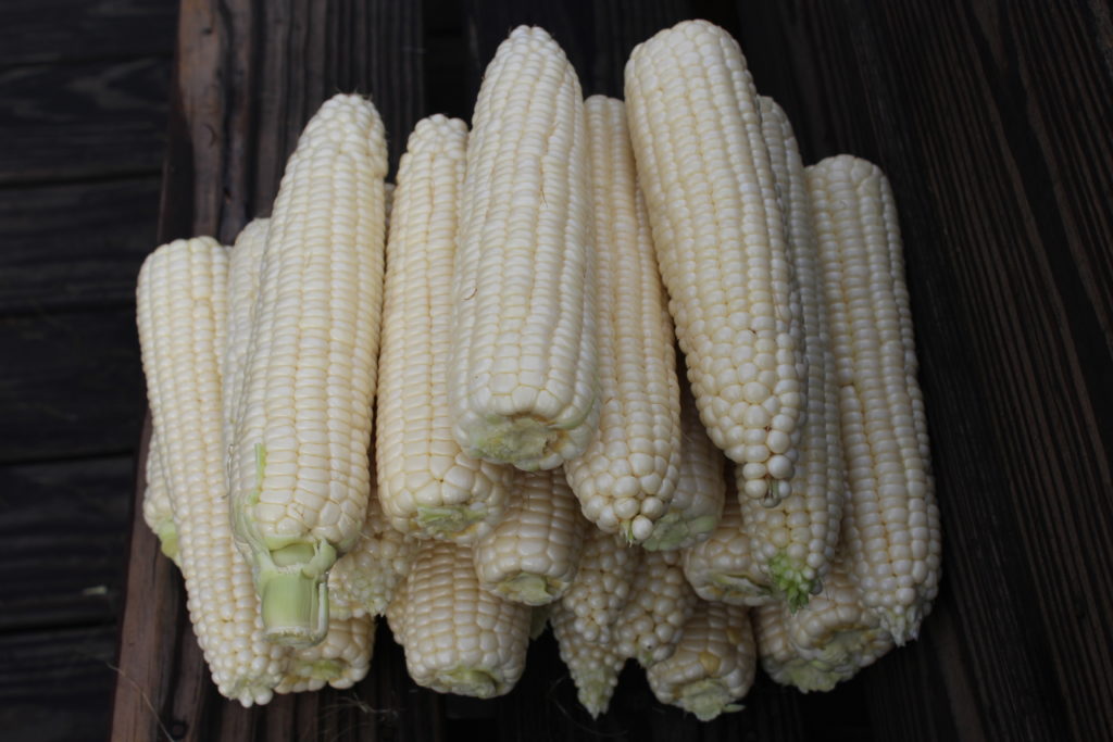 An all white corn called Silver Queen harvested this week.