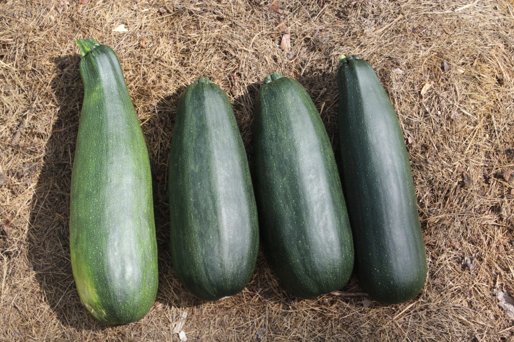 Four large zucchinis that are ready to eat.