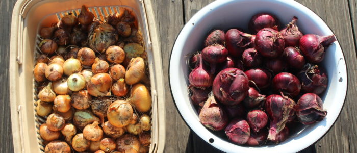 Both red and yellow onions harvested