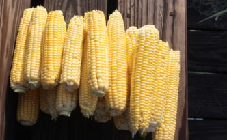 Just some corn from the first harvest of 2021