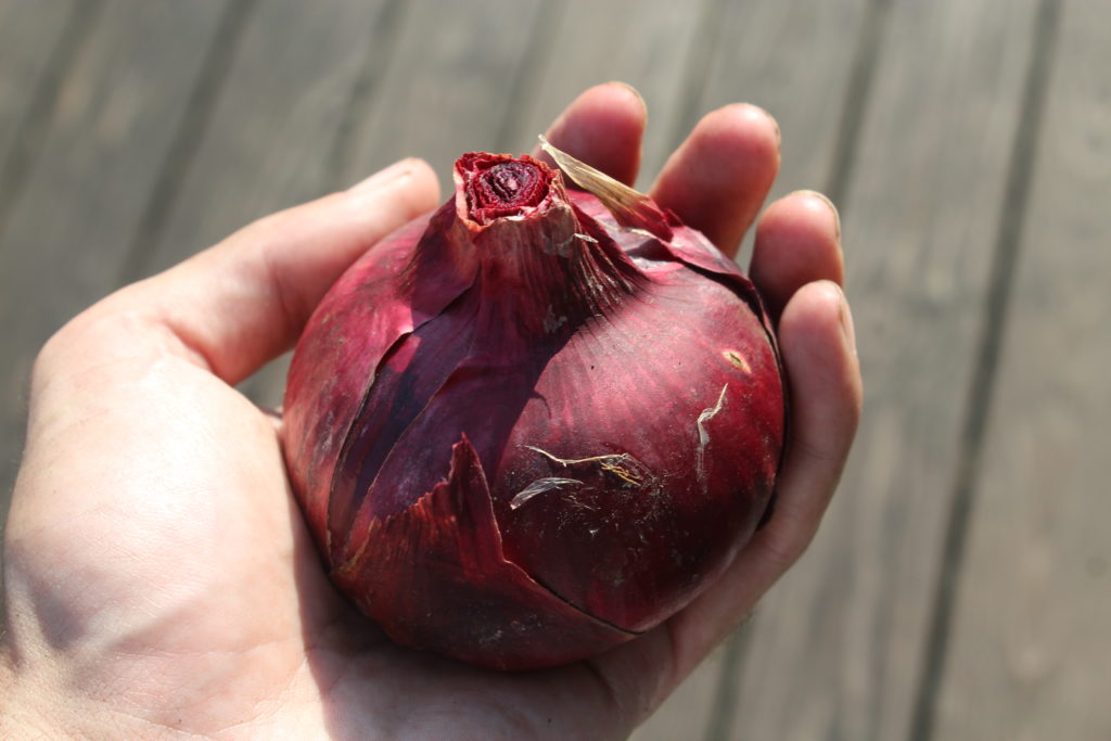 Large red onions were harvested this month.