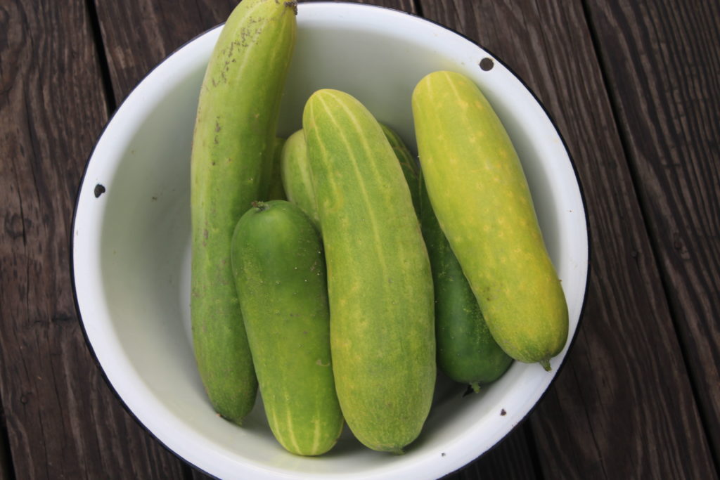 Just a bowl of seven good sized cucumbers.