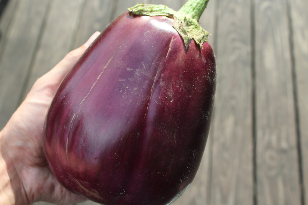 The first eggplant to be harvested in the 2021 season.