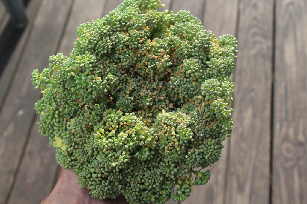 Just a large broccoli head harvested this year.
