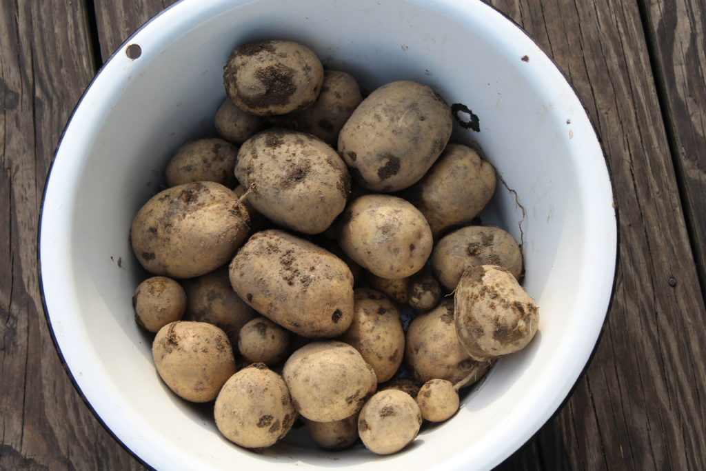 Just a bowl full of Yukon gold potatoes.