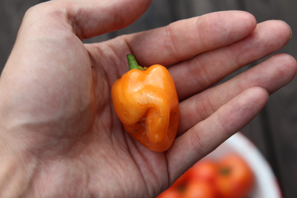A small but spicy habanera pepper.