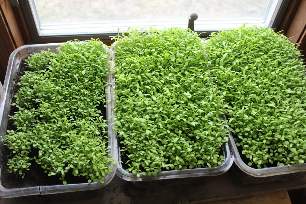 Three containers of sprouting alyssum planted indoors.