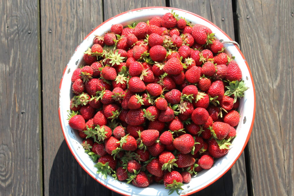 14 pounds of strawberries harvested in one day.