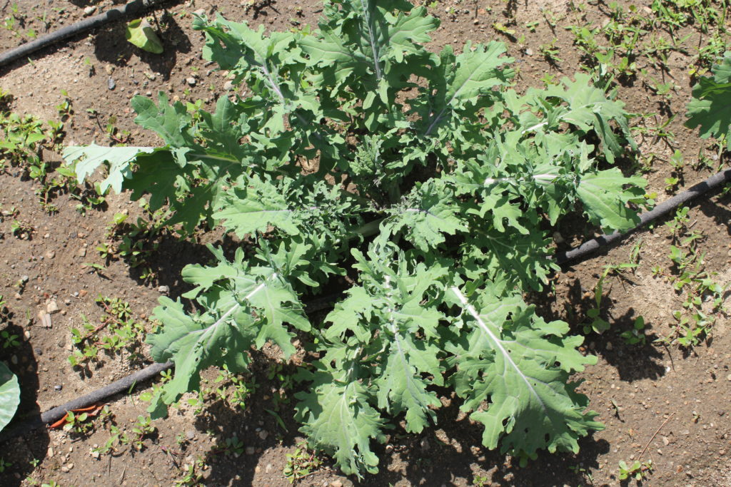 Kale plant from my spring crop ready for harvesting.