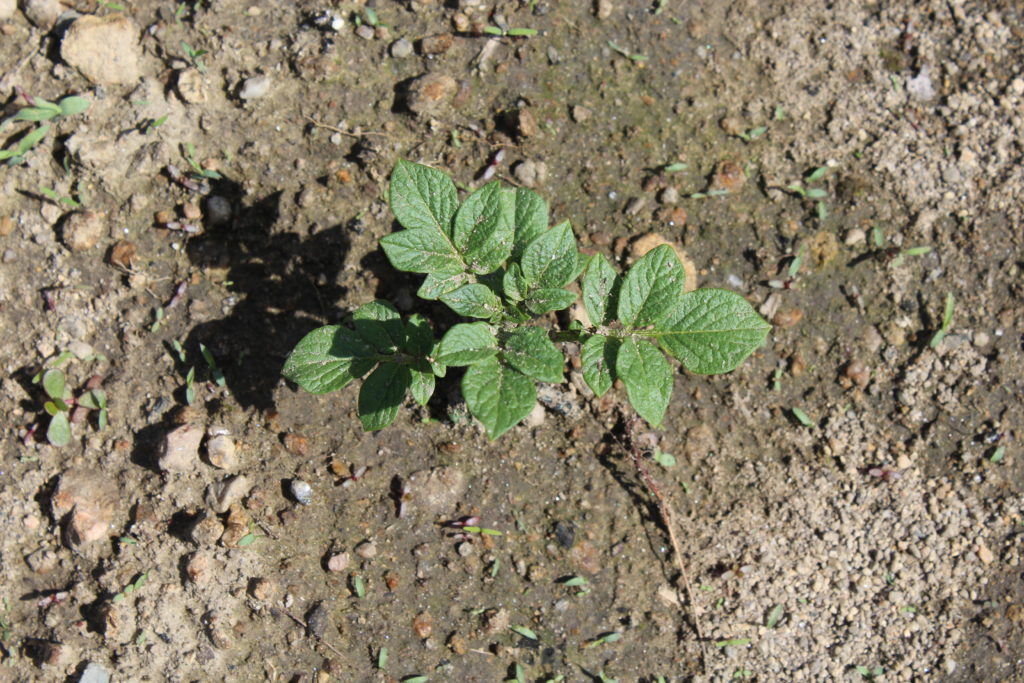 Potato plant sprouting through the soil.