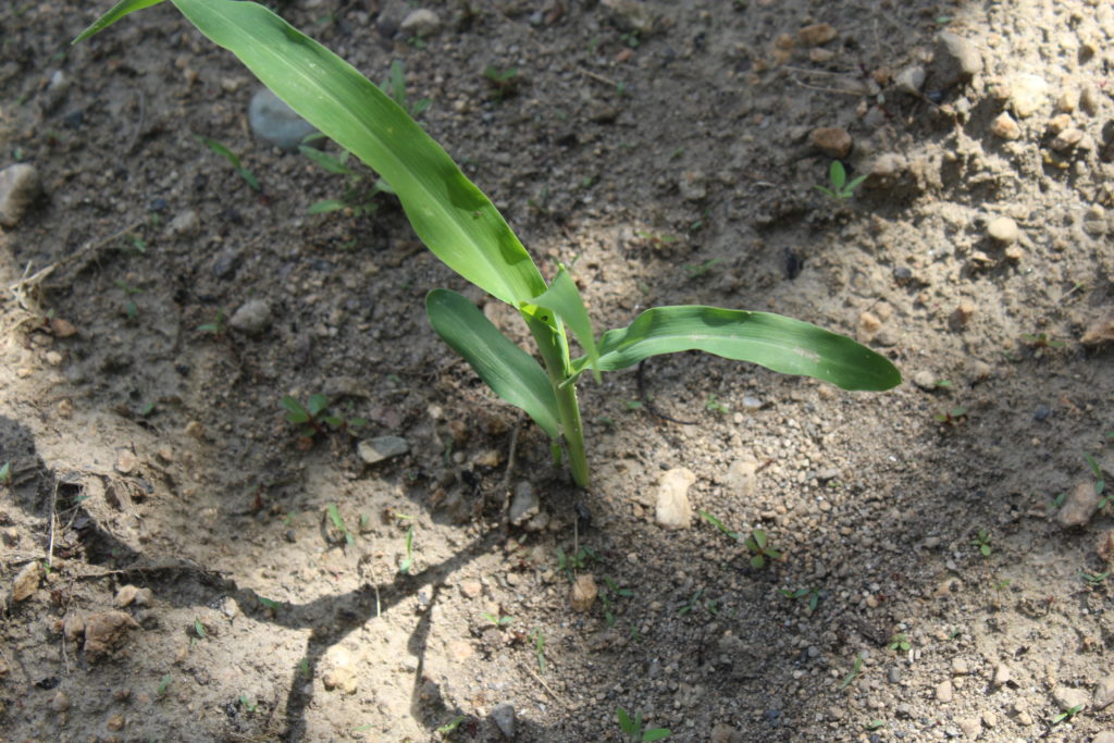 Small corn stalk.