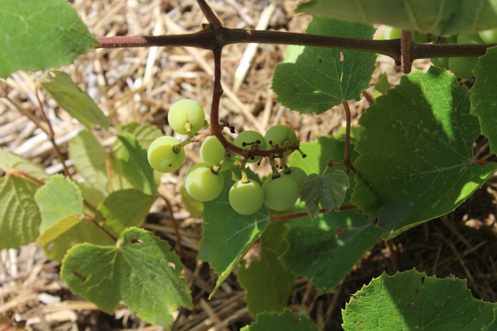 Grapes growing on the vines.