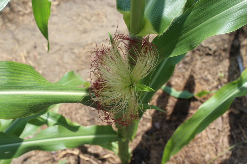 Silks on corn which is the beginning of ears of corn.
