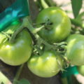 cherry tomato cluster