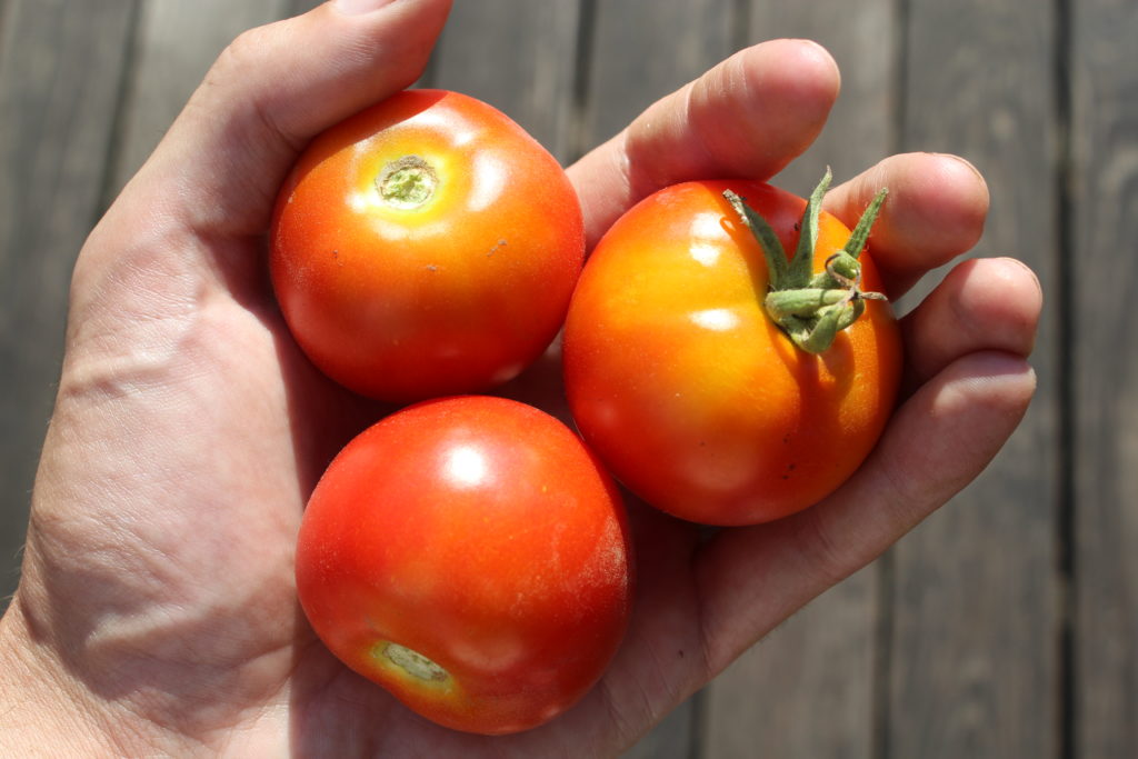 Three very large cherry tomatoes harvested this week.