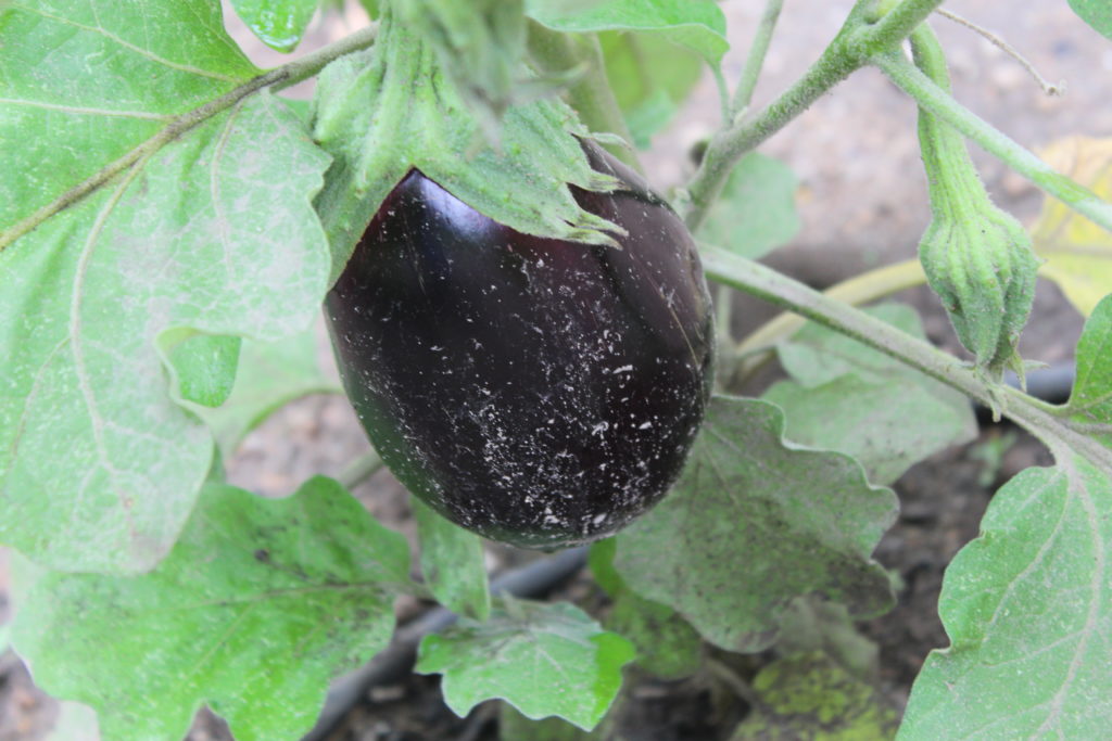 Nice eggplant almost ready for harvesting.