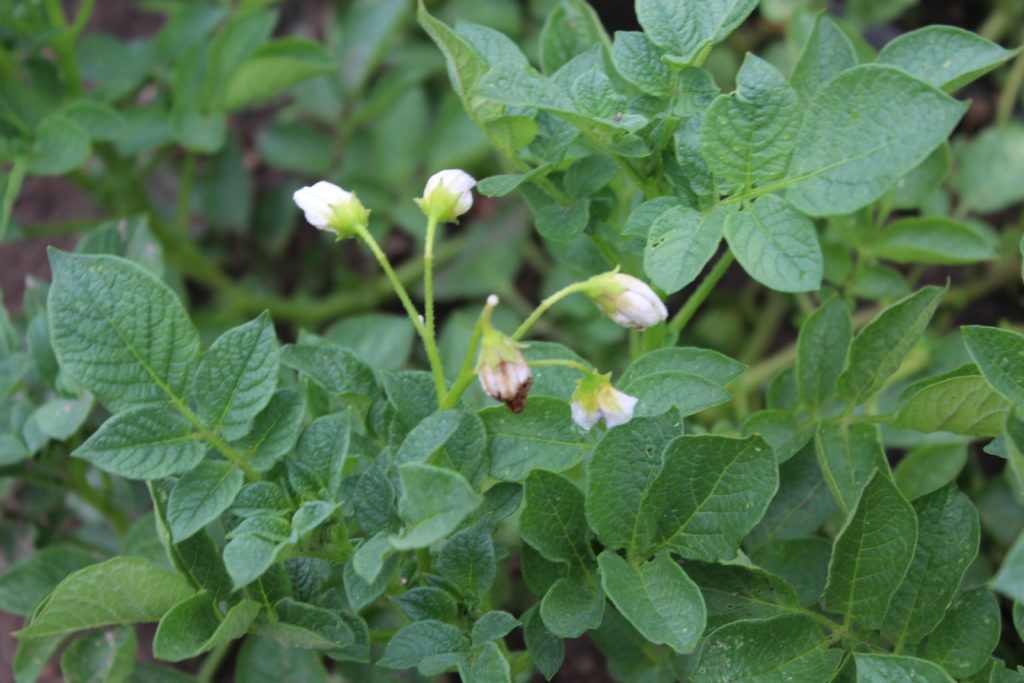 Potato flowers are a good sign of healthy plants.