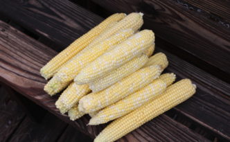 The beginning of harvesting corn for 2022