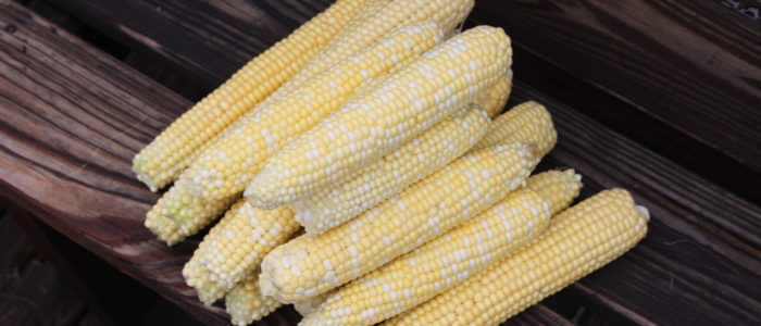 The beginning of harvesting corn for 2022