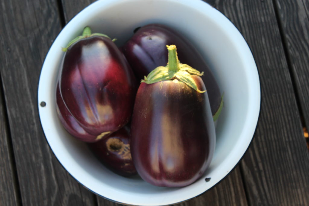 Three of the largest eggplants picked in my life.