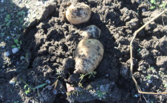 Potatoes in Ground