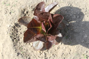 Red Lettuce Plant