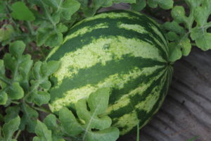 Watermelon Ready for Harvesting.