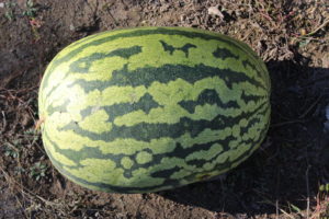 Carolina Cross Watermelon
