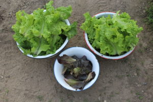 Green and Red Lettuce