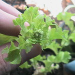 Lettuce Plant Bolting