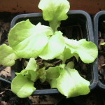 Lettuce in Pots