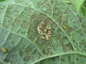 Mexican Bean Beetle Larvae and Eggs