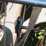 Downy Woodpecker