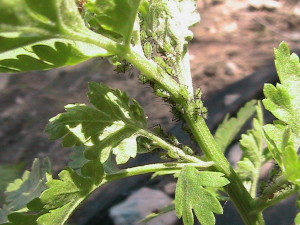 Colony of Aphids