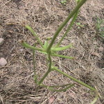 Bean Plant Eaten by Groundhog