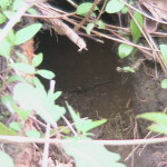 Groundhog Hole