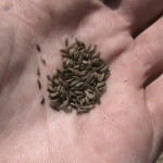 Lettuce Seeds