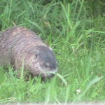 Large Groundhog