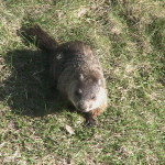 Groundhog #2