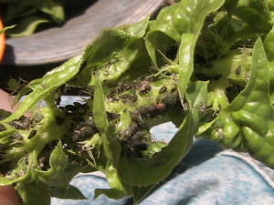 Aphids on Spinach Plants