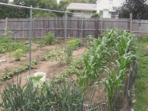 Picture of Entire Garden #2