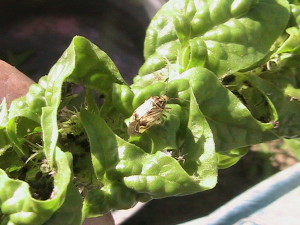Tarnished Plant Bug